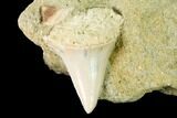 Fossil Mako Shark Tooth On Sandstone - Bakersfield, CA #144477-1